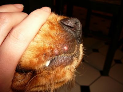 Hund herpes schnauze beim Herpesbläschen beim